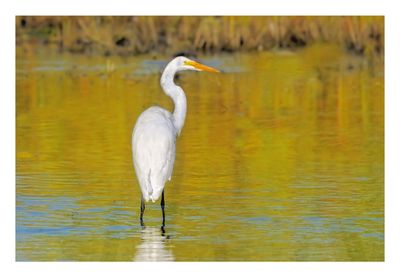 Great Egret