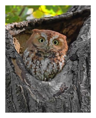 Red Morph Eastern Screech Owl