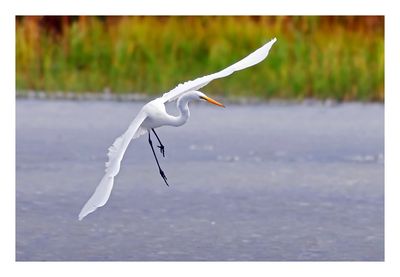 Great Egret