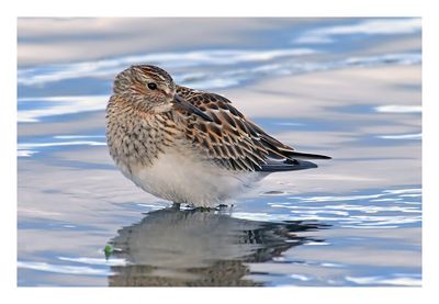 Pectoral Sandpiper