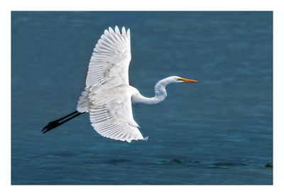 Great Egret