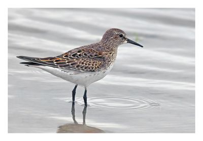 White-rumped Sandpiper