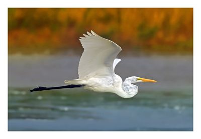 Great Egret