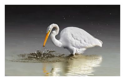 Great Egret