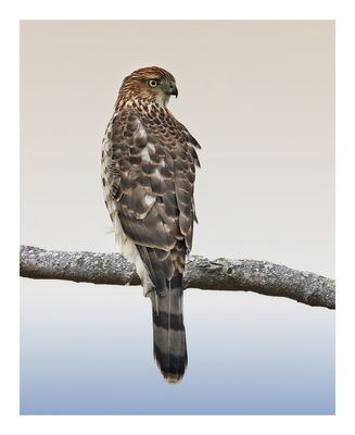 Cooper`s Hawk