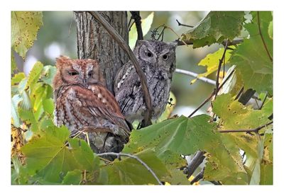 Eastern Screech Owl