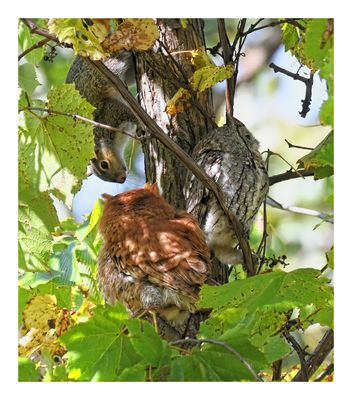 Eastern Screech Owl