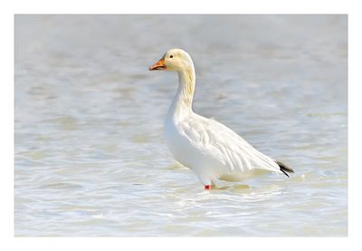 Snow Goose