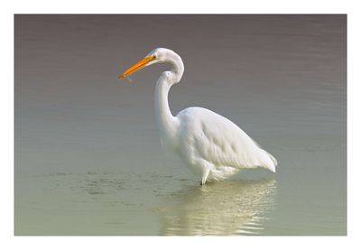 Great Egret