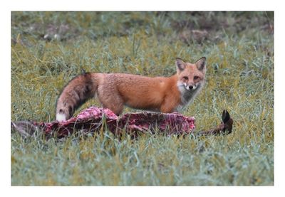 Red Fox