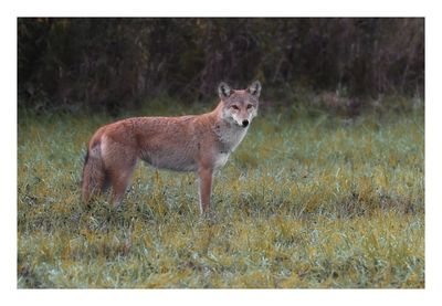 Coyote