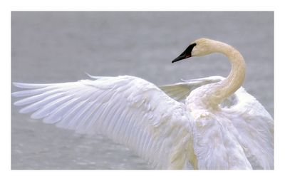 Trumpeter Swan