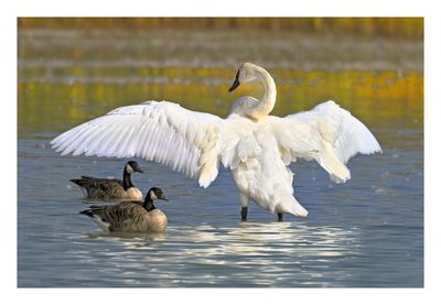 Trumpeter Swan