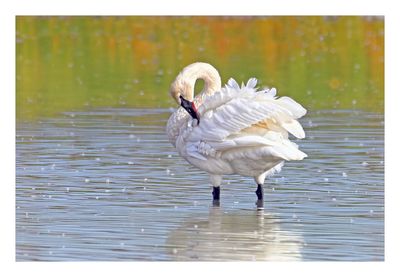 Trumpeter Swan