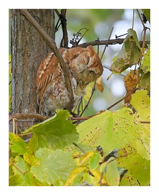 Red Morph Eastern Screech Owl