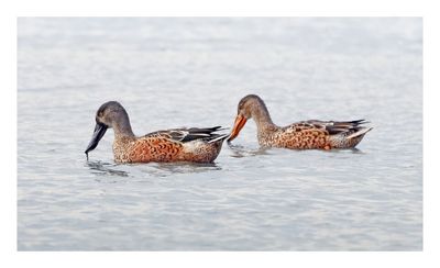 Northern Shoveler