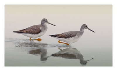 Greater Yellowlegs