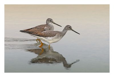 Greater Yellowlegs