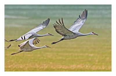 Sandhill Crane