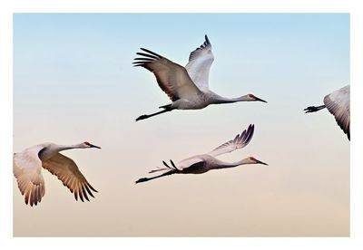 Sandhill Crane