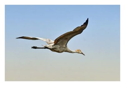 Sandhill Crane