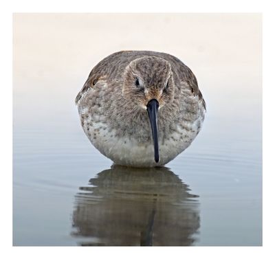 Dunlin