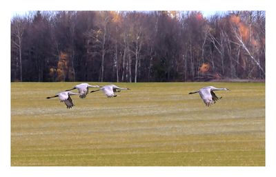 Sandhill Crane