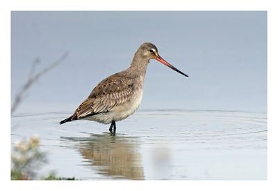 Hudsonian Godwit