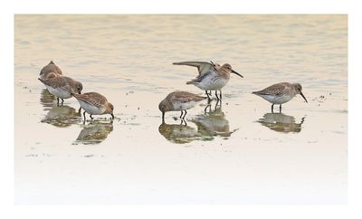 Dunlin