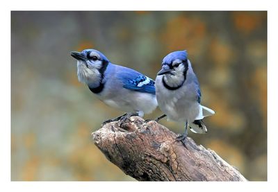 Blue Jay