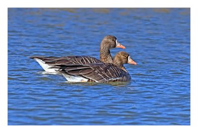 Greater White-fronted Goose