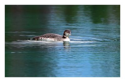 Common Loon