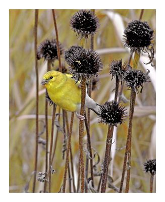 American Goldfinch