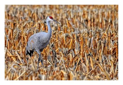 Sandhill Crane