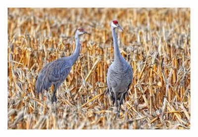 Sandhill Crane