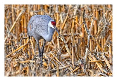 Sandhill Crane