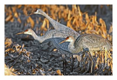 Sandhill Crane