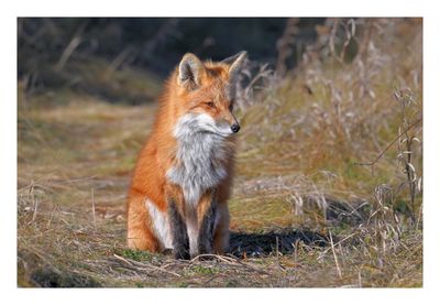 Red Fox