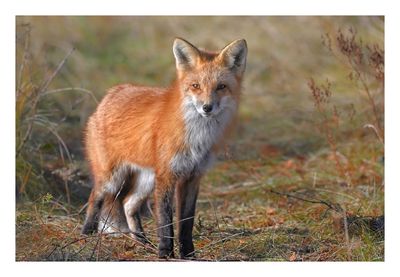 Red Fox