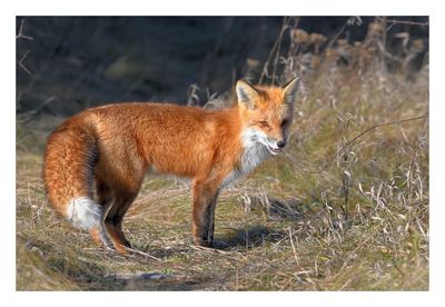 Red Fox