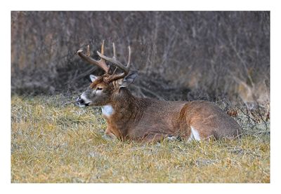 White-tailed Buck