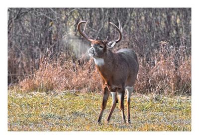 White-tailed Buck