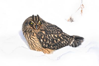 Short-eared Owl