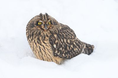 Short-eared Owl