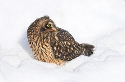 Short-eared Owl