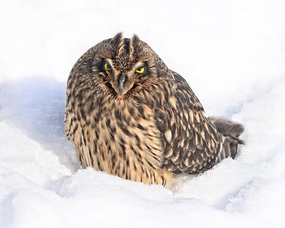 Short-eared Owl