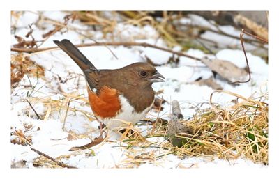Eastern Towhee