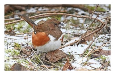 Eastern Towhee