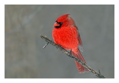 Northern Cardinal