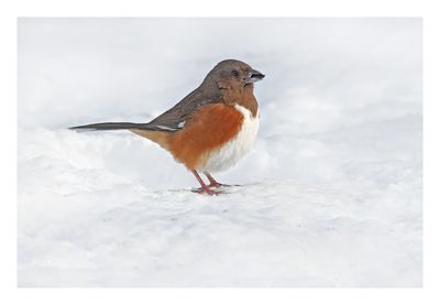 Eastern Towhee
